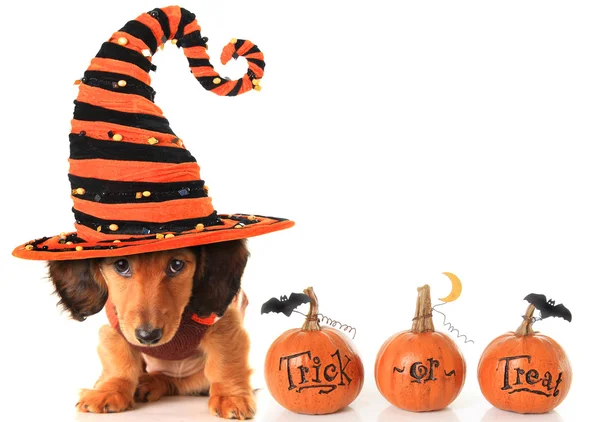 Halloween puppy — Stockfoto