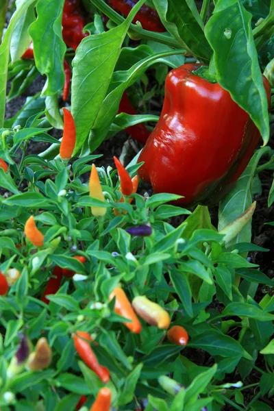Rode paprika in tuin — Stockfoto