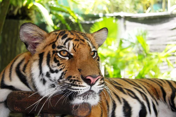 Wilder Benzal-Tiger — Stockfoto