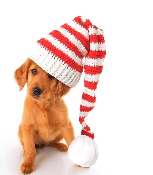 Filhote de cachorro usando chapéu de Natal Santa — Fotografia de Stock