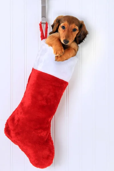 Puppy in  Christmas stocking. — Stock Photo, Image