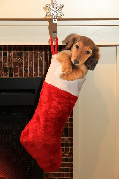 Dachshund puppy in christmas stocking. — Stock Photo, Image