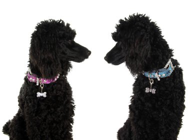 poodles staring lovingly at each other. clipart