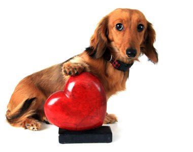 Pençe kalp ile köpek yavrusu