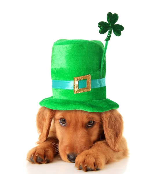 Seter irlandzki szczeniak noszenie kapelusza. — Zdjęcie stockowe