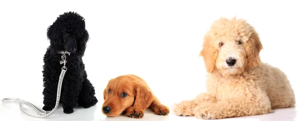 Três cães em estúdio — Fotografia de Stock