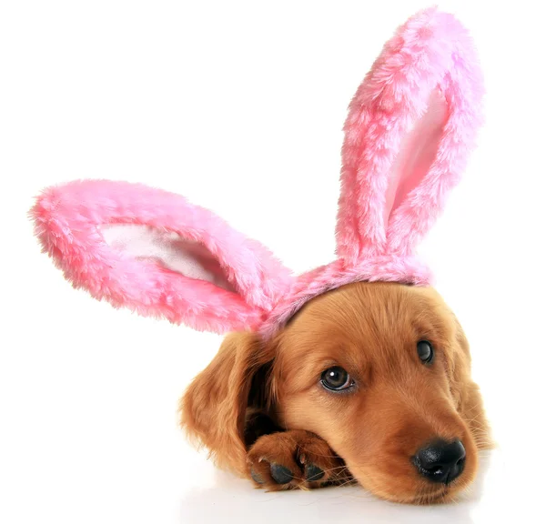 Cachorro de conejo de Pascua — Foto de Stock