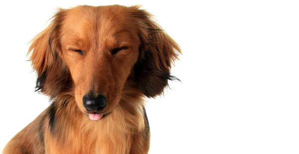 Dachshund cachorro sobresaliendo lengua — Foto de Stock
