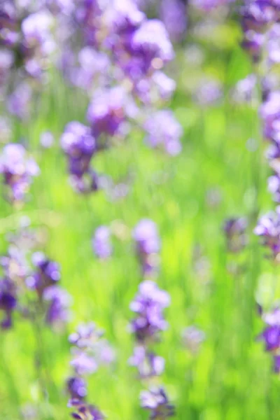 Blooming lavender flowers — Stock Photo, Image