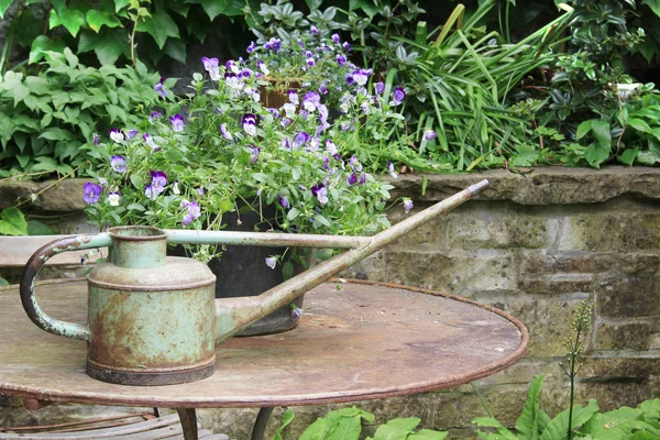 Vintage watering can and pansy flowers — Stock Photo, Image