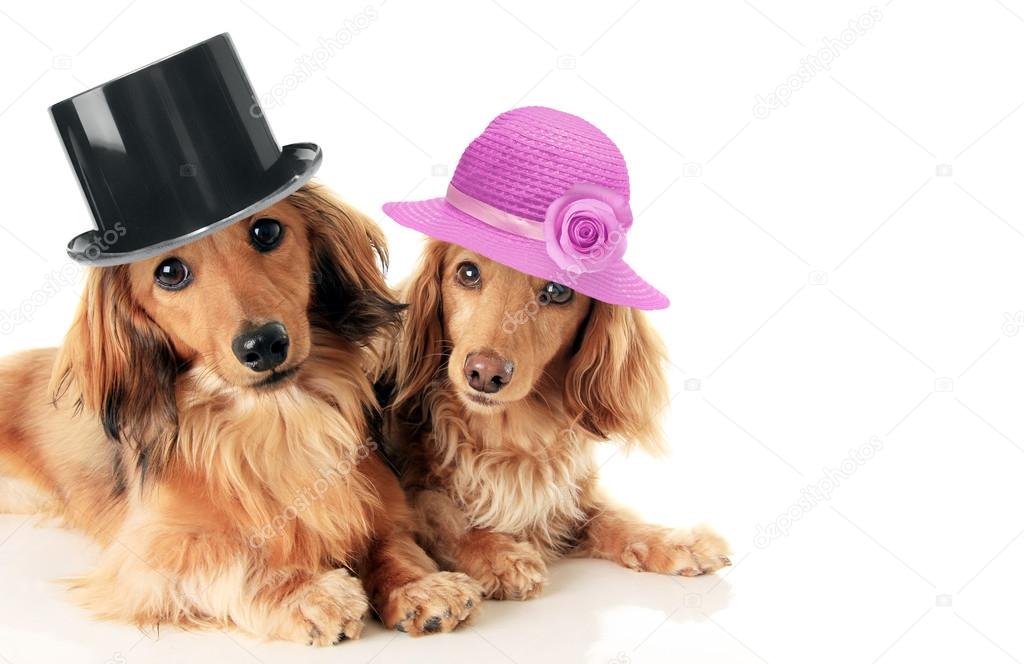 Dachshunds couple wearing hat. 