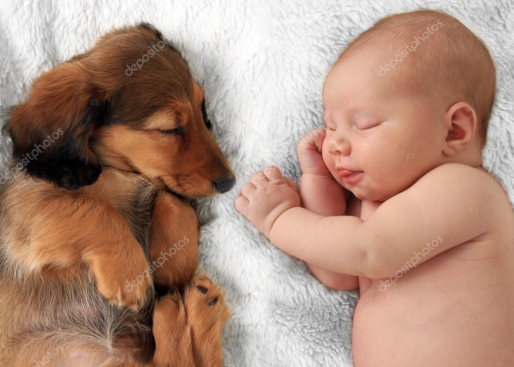 baby weiner dog puppies