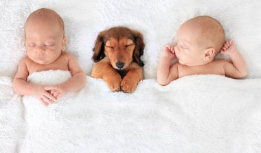 Yeni doğan bebek ve köpek yavrusu