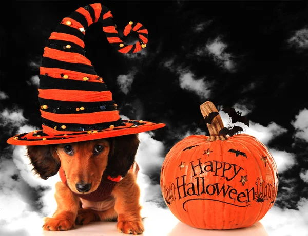 Halloween puppy och pumpa — Stockfoto
