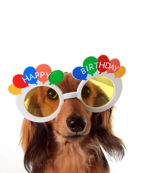 Feliz aniversário dachshund — Fotografia de Stock