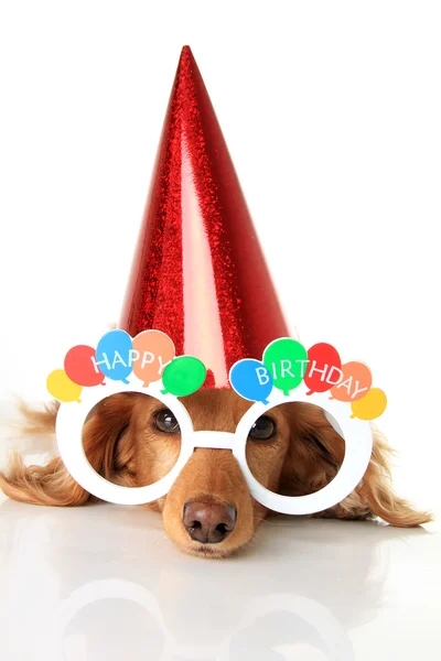 Happy Birthday dog — Stock Photo, Image