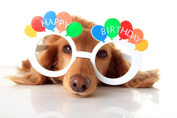 Happy Birthday dog — Stock Photo, Image