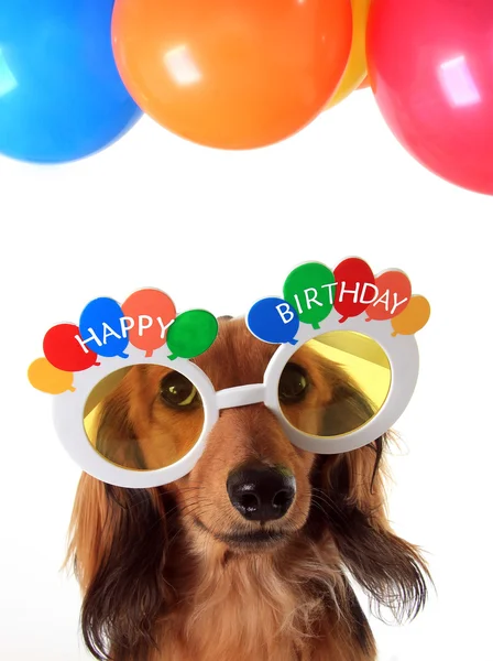Feliz aniversário dachshund — Fotografia de Stock