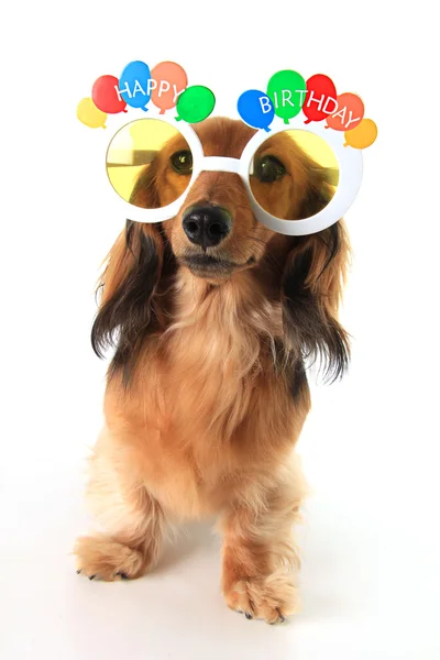 Happy Birthday dachshund — Stock Photo, Image