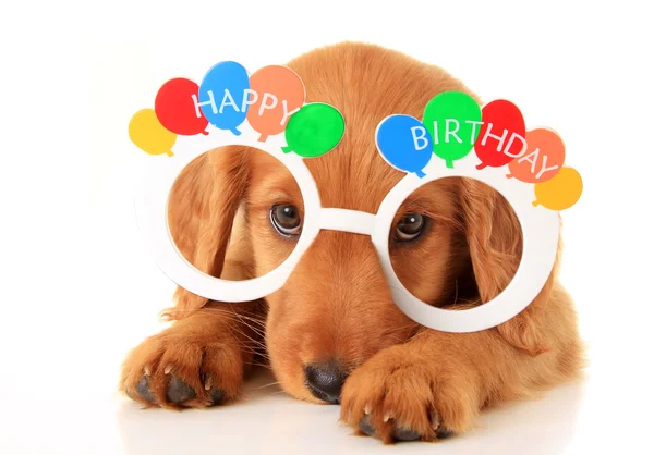 Happy Birthday puppy — Stock Photo, Image
