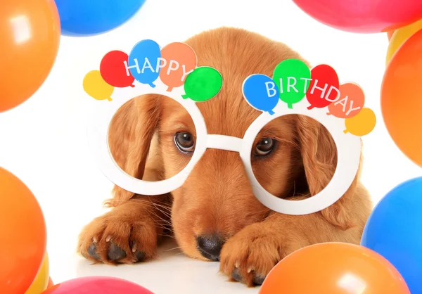 Happy Birthday puppy — Stock Photo, Image