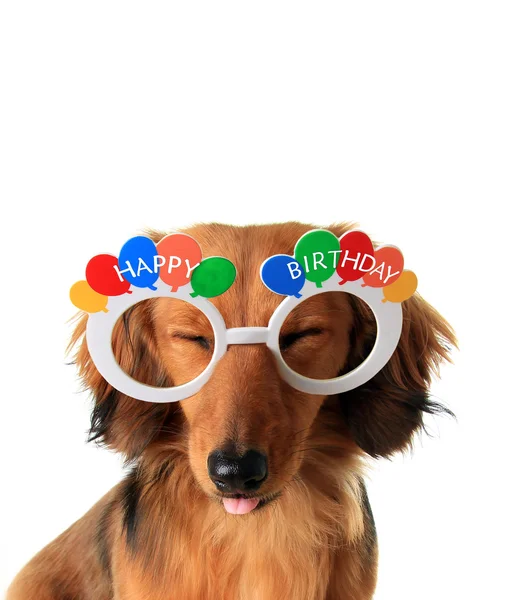 Cachorro feliz aniversário — Fotografia de Stock