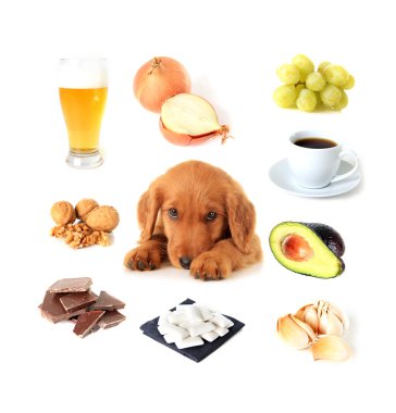 Gıdalar köpekler için toksik