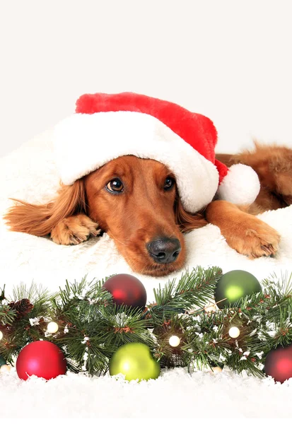 Natal Santa Dog — Fotografia de Stock