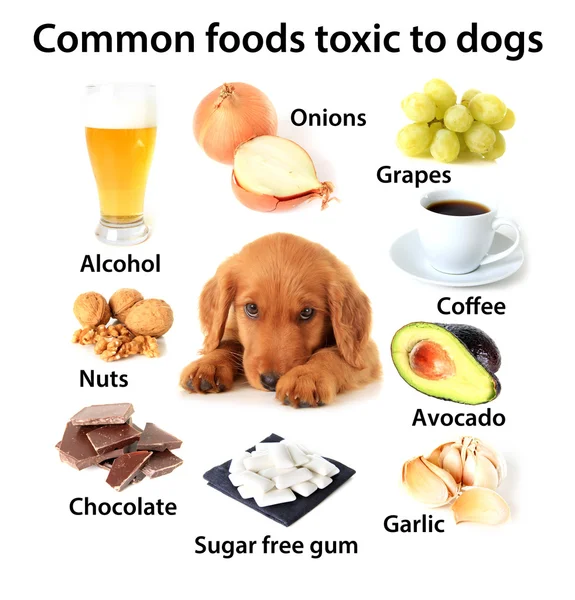 Foods toxic to dogs — Stock Photo, Image