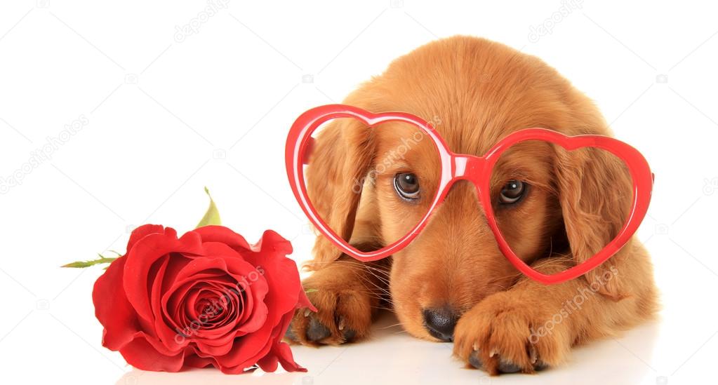 Valentines day puppy