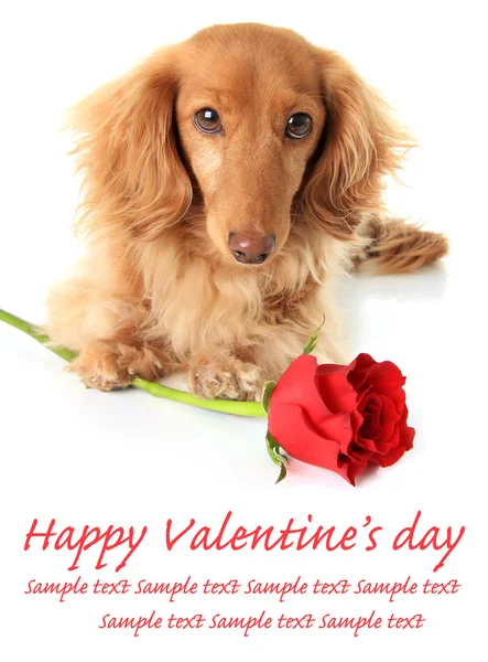 Valentýnský štěně — Stock fotografie