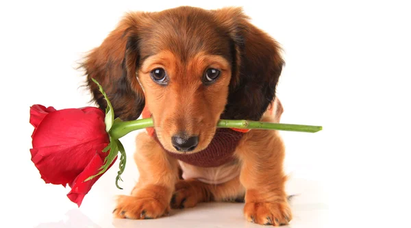 Teckel Valentine puppy — Stockfoto