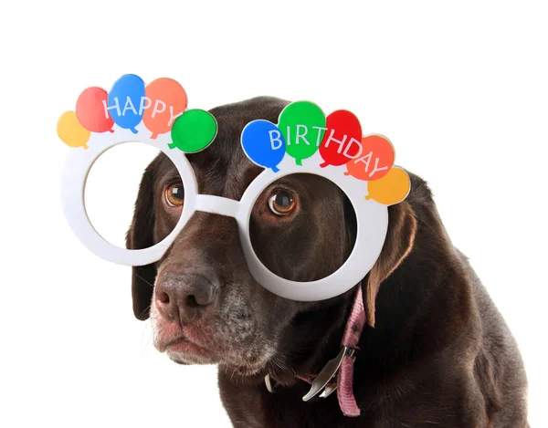 Cão velho aniversário — Fotografia de Stock