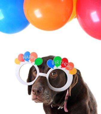 Eski doğum günü köpek