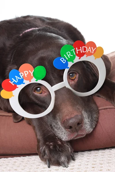 Cão velho aniversário — Fotografia de Stock