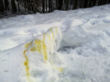 Yürüyüş yolunda taze karda sarı köpek idrarı