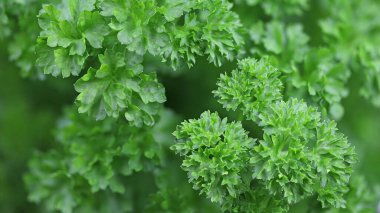 Yeşil kıvırcık maydanoz yaprağının, taze otların kapağını kapatın.