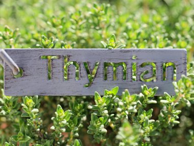 Taze kekik arkaplanı, metal işareti ve Almanca kelime Tymian