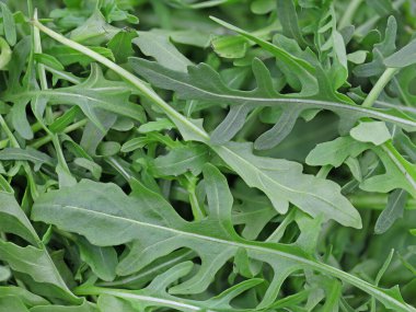 Taze yeşil roka, roka salatası detaylarını kapatın.