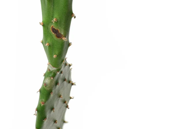 Opuntia, cacto de pêra espinhosa com mancha castanha isolada sobre fundo branco, sinais de doenças de suculentas — Fotografia de Stock