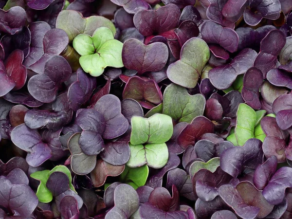 fresh purple and green radish sprout background, top view close up of radish cress
