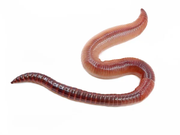 Earthworm Stock Photos Royalty Free Earthworm Images Depositphotos