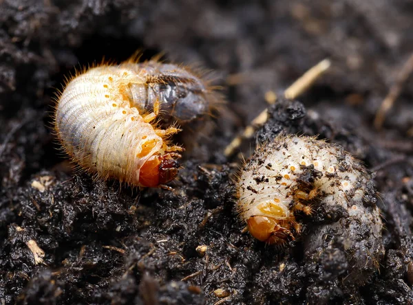 Chockchafer, beyaz larva, Melolontha vulgaris, Topraktaki böcek larvalarına yaklaşın