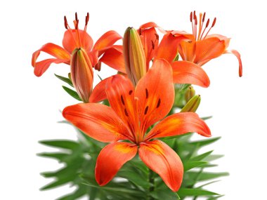 Beyaz arka planda izole edilmiş turuncu zambak buketi, çiçekli zambakların yüksek detay stüdyo çekimi.