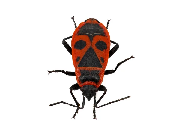 Firebug, Pyrrhocoris apterus, isolado no fundo branco, vista superior — Fotografia de Stock