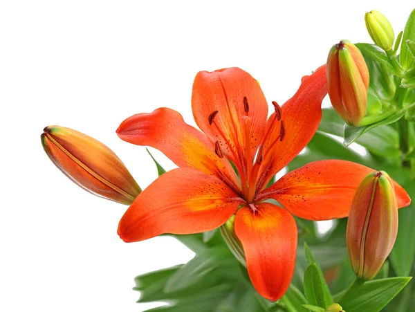 orange lily flower isolated on white background, macro studio shot of single lily blossom on bouquet