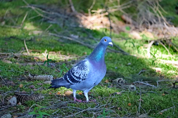 Gołąb kamienny, Columba livia, stojący na terenie lasu — Zdjęcie stockowe