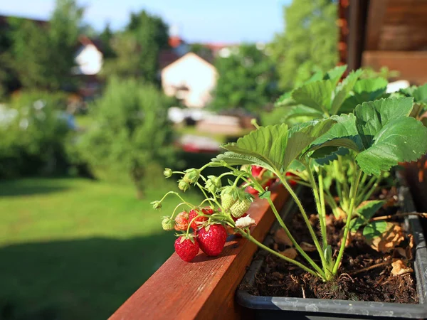 Fresas en el sol de la mañana en macetas en el balcón con vista a la ciudad y el cielo azul —  Fotos de Stock