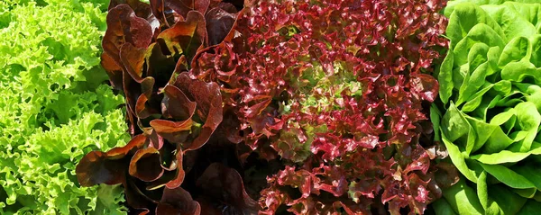 Mixed fresh lettuce side by side background, Lactuca sativa capitata, Lactus sativa crispa, Lollo Rosso and Lollo Bionda — Foto Stock