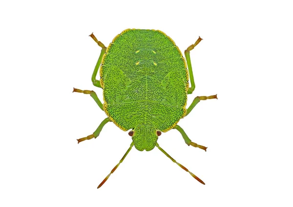 Vista superior do bug escudo verde, Palomena prasina ninfa, isolado no fundo branco — Fotografia de Stock